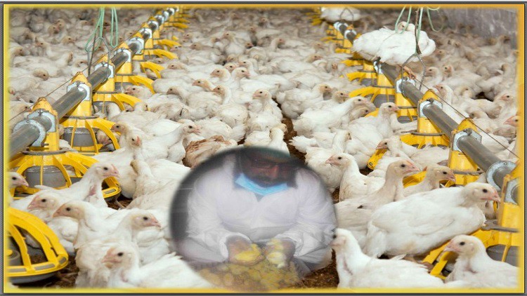 Read more about the article [100% Off] poultry farming Broiler farming crash course