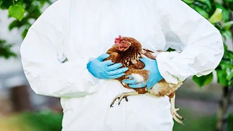 Read more about the article [100% Off] poultry diseases for profetionals