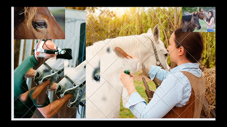 Read more about the article [100% Off] All about horse