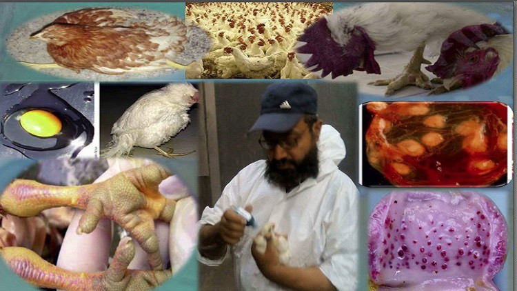 Read more about the article [100% Off] poultry farming viral diseases threaten poultry industry