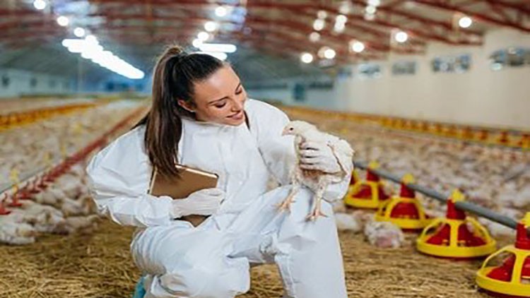 Read more about the article [100% Off] poultry farming Broiler farming crash course