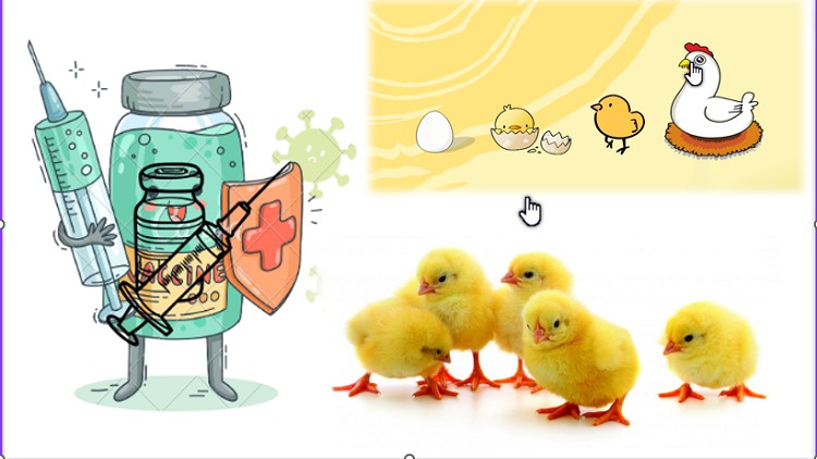 Read more about the article [100% Off] poultry farming vaccines and vaccinations