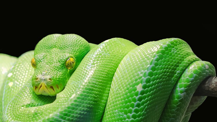 Read more about the article [100% Off] Python Development Essentials